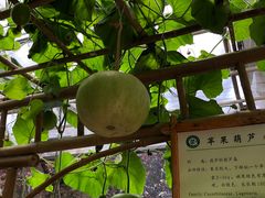 -上海都市菜园