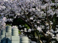 -和平公园