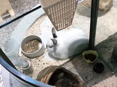 -momokira米努特·德文卷毛猫·棉花面纱犬