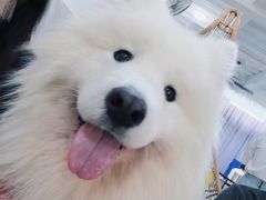 -星多哈·狗咖·拼豆·咖啡