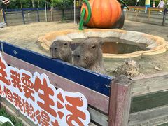 -合肥滨湖国家森林公园