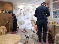-楼上猫咖(罗湖店)