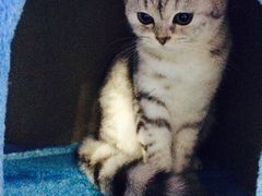 -喵的天空名猫咖啡馆·撸猫·猫舍·用品