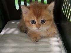 -佳雯宠物医院·皮肤科·内外科(春晓路分院)