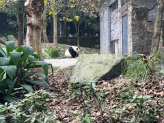 -都江堰中华大熊猫苑
