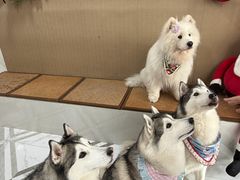 -星多哈·狗咖·拼豆·咖啡