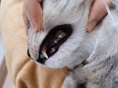 -爱佳宠物中心医院24H·CT·骨外科·猫专科(瑶海万达店)