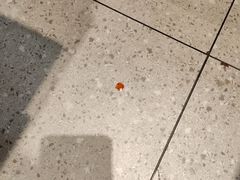 -成吉思汗庙