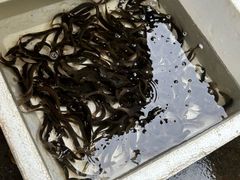 -盘龙黄鳝(盘龙居店)