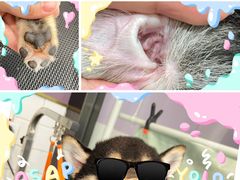-Oh My Dog宠物沙龙(伊珊娜皮毛护理店)