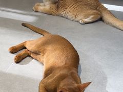 -琪喵猫屋·撸猫猫咖·猫舍