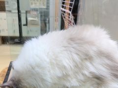 -藏猫猫咖啡主题馆(中央大道店)