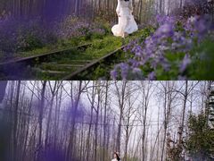 -合肥滨湖国家森林公园