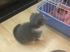 -李小姐の猫咖啡馆(五角场店)