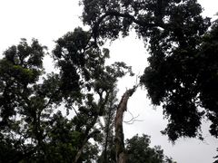 桂圆树风景-张坝桂圆林公园