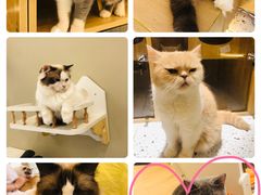 -猫域·湾主题猫咖·宠物吧(南坪城市广场店)