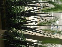 -福樱兰海鲜放题铁板烧(加州店)