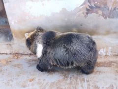 -青藏高原野生动物园