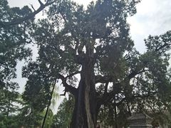 -黄帝陵