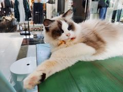 -喵喵咪呀布偶猫咖(春熙路店)