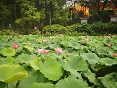 -广州莲花山旅游区