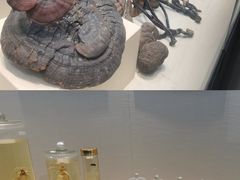 -广东中医药博物馆