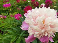 -黑龙江省森林植物园