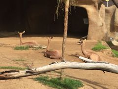 -圣地亚哥动物园