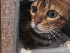-纳吉亚猫专科动物医院·北北分院