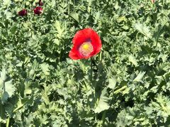 -国家植物园南园