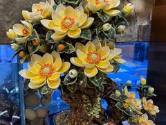 -顺轩海鲜火锅酒家