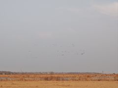 -盐城丹顶鹤湿地生态旅游区