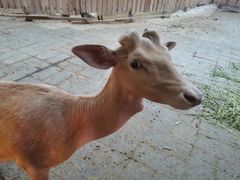 -北京鹿世界主题园