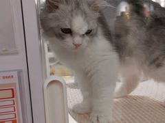 -COLOR PETS 撸猫馆·购猫·猫咖(长风大悦城店)