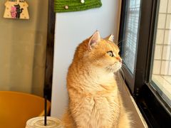 -有喵·猫咖·狗咖·30几只猫10只小狗(岗厦店)