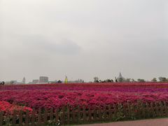 -荷兰花海