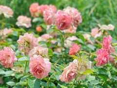 -上海滨江森林公园