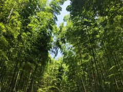 -大奇山国家森林公园