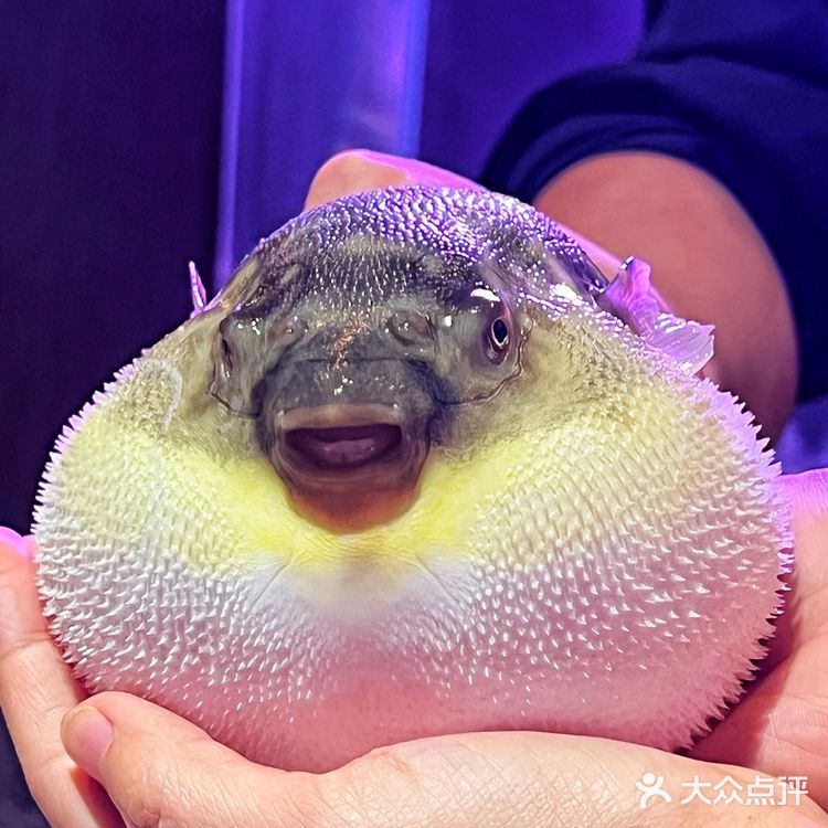 帝都人气榜单必须有肆月河豚的一席之位