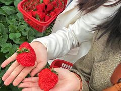 -尚田草莓姑娘白草莓采摘基地