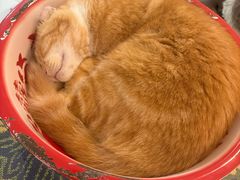 -平行世界·猫咖(首经贸店)