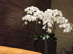 -上海大宁福朋喜来登酒店大堂吧(共和新路店)
