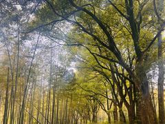 -杭州半山国家森林公园