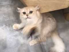 -楼上猫咖(罗湖店)