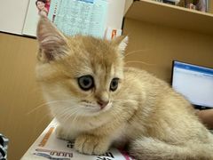 -瑞派康怡24h宠物医院·犬猫医疗中心·微创绝育(瑞景分院)