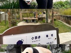 -卧龙中华大熊猫苑神树坪基地