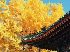 -香山公园