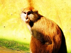 -济南野生动物世界