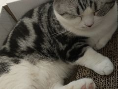 -COLOR PETS 撸猫馆·购猫·猫咖(长风大悦城店)