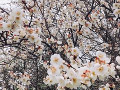 -桃花岛景观公园